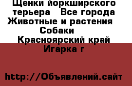 Щенки йоркширского терьера - Все города Животные и растения » Собаки   . Красноярский край,Игарка г.